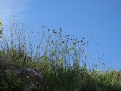 Cephalaria leucantha