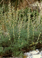 Artemisia alba