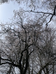 Prunus leveilleana