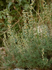 Artemisia alba
