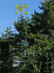 Hippocrepis emerus emeroides