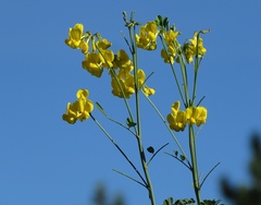 Hippocrepis emerus emeroides
