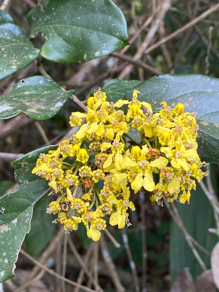 Bronwenia ferruginea