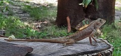 Calotes versicolor