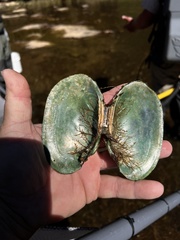Lampsilis straminea