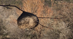 Ploceus capensis