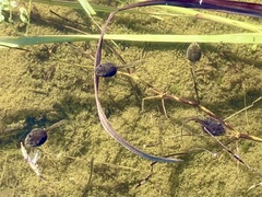 Anura