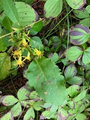 Solidago macrophylla