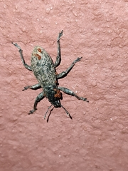 Herpisticus laesicollis