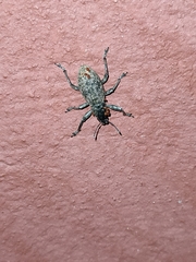 Herpisticus laesicollis