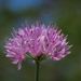 Allium senescens - Photo (c) Alenka Mihoric, algunos derechos reservados (CC BY-NC), uploaded by Alenka Mihoric