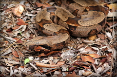 Boa constrictor