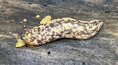 Philomycus flexuolaris