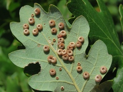 Neuroterus numismalis