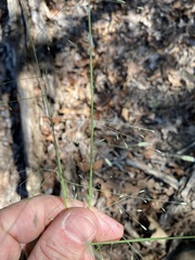 Eragrostis intermedia