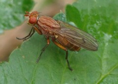 Tetanocera