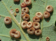 Neuroterus numismalis