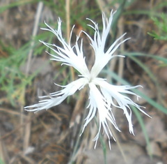 Dianthus arenarius