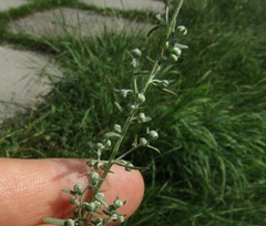 Artemisia pontica