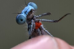 Arrenurus