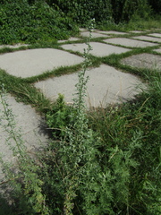 Artemisia pontica