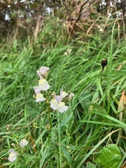 Linaria repens