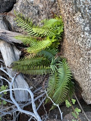 Polystichum imbricans curtum