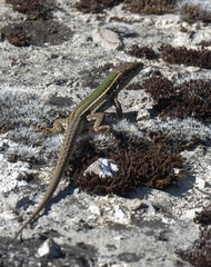 Podarcis melisellensis