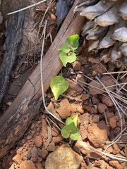 Viola lobata integrifolia