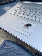 Stenaspis verticalis insignis