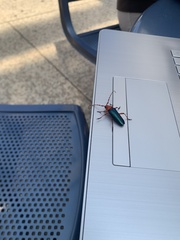 Stenaspis verticalis insignis