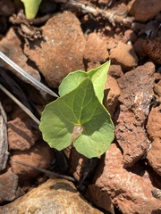 Viola lobata integrifolia