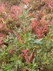 Salix sericea