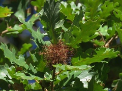 Andricus caputmedusae