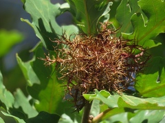 Andricus caputmedusae