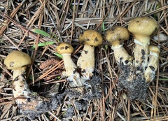 Suillus salmonicolor