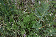 Geum triflorum