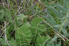 Geum triflorum