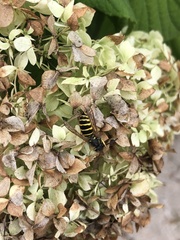 Vespula alascensis