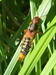 Platydracus immaculatus