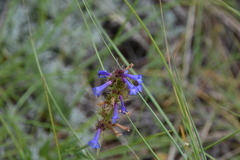 Penstemon procerus procerus
