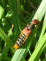 Platydracus immaculatus