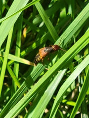 Platydracus immaculatus