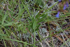 Penstemon procerus procerus