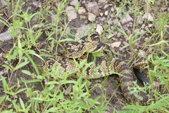 Crotalus molossus