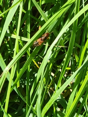 Platydracus immaculatus