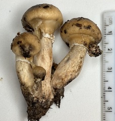 Suillus salmonicolor