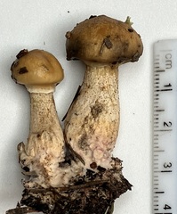 Suillus salmonicolor