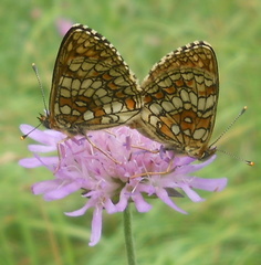 Melitaea athalia