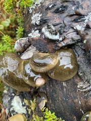 Sarcomyxa serotina